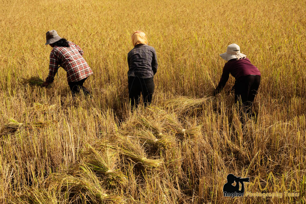 Opinion: The Imperative for Cambodian Rice Exporters to Embrace ESG Standards: Enhancing EU Market Access and Leveraging Sustainable Financing